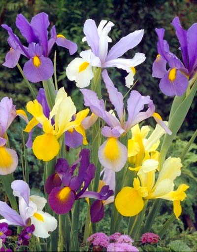 IRIS HOLLANDICA MIX 100 kusov